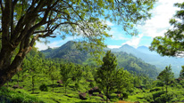 Bird Watching, Munnar, Thekkady