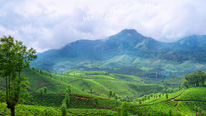 Trekking, Munnar, Thekkady